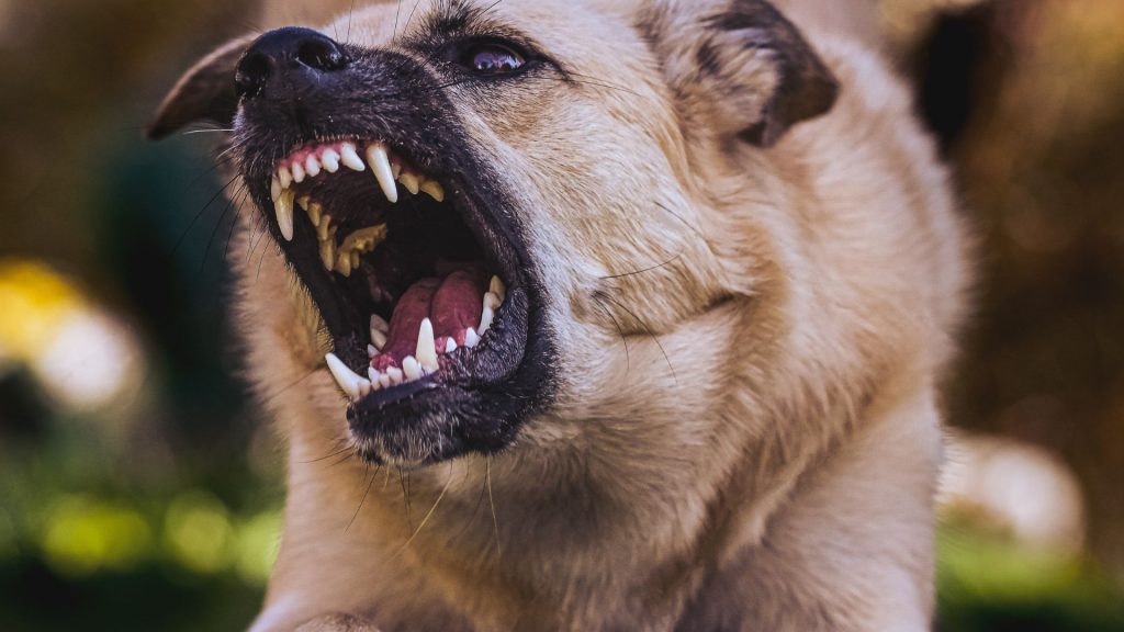 miami dog bite lawsuit